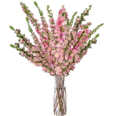 月畅珍珠李樱花好养花卉