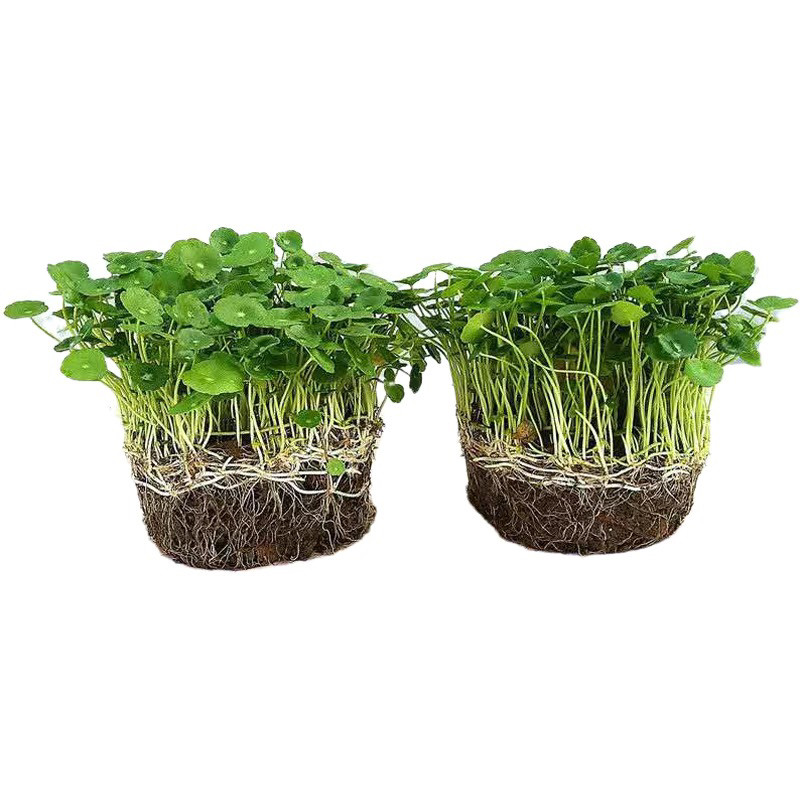 铜钱草水培盆栽水培植物办公室绿植金钱草桌面花卉水养室内招财宝