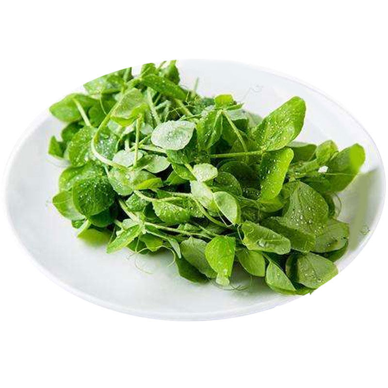 无须豌豆尖种籽豌豆苗种子四季蔬菜孑碗豆芽苗菜碗豆苗种吃苗专吃