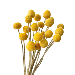 黄金球干花花束天然风干永生真花diy材料高级感装饰家居客厅摆设