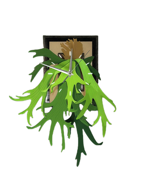 WAGYOYO热植鹿角蕨挂钟可摇摆