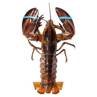 波士顿大龙虾大波龙鲜活海鲜加拿大进口超特大波龙虾1至10斤包邮