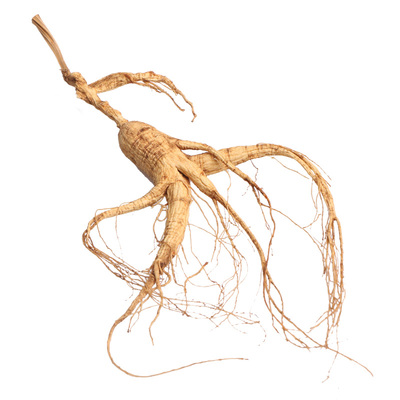 林下参长白山人参泡酒煲汤