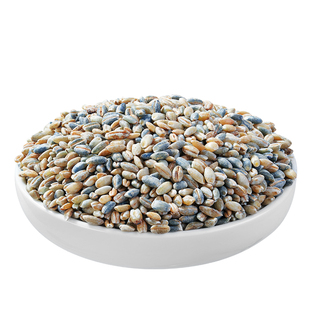 青稞米农家新米带皮青海高原特产粗粮五谷杂粮代餐主食官方旗舰店