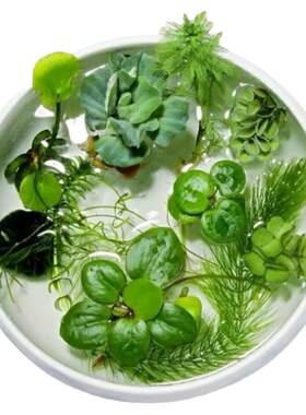 基地自产水生植物净化水质