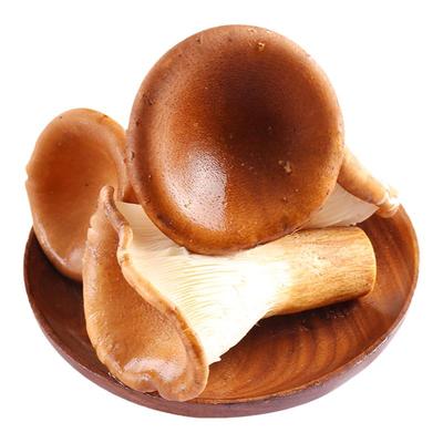 顺丰云南新鲜猪肚菌食用时令蔬菜