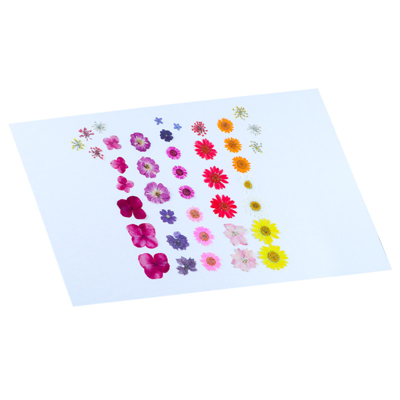 加厚吸水纸植物标本夹专用学生生物实验室腊叶标本制作工具器材耗材循环使用木质压花干花押花器用干燥吸水板