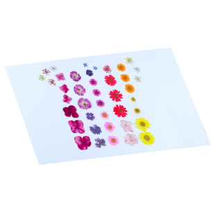 加厚吸水纸植物标本夹专用学生生物实验室腊叶标本制作工具器材耗材循环使用木质压花干花押花器用干燥吸水板