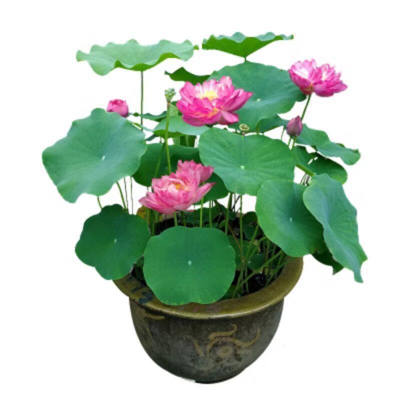 一件代发观赏荷花盆栽水养莲花藕种苗碗莲睡莲花卉种籽子水培池塘