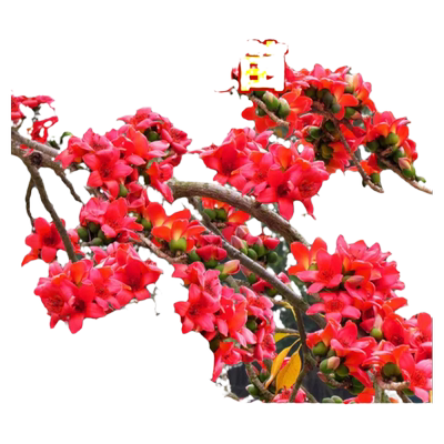 木棉花树苗红花美丽大腹老桩植物