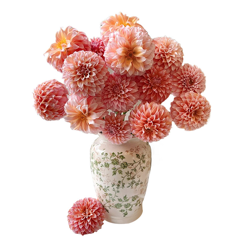 A级奶油桃子大丽花鲜花花蔓基地