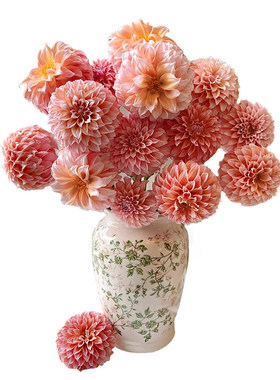 A级奶油桃子大丽花鲜花花蔓基地