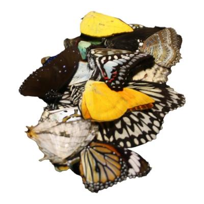 未展翅原蝶三角袋包装手工原材料