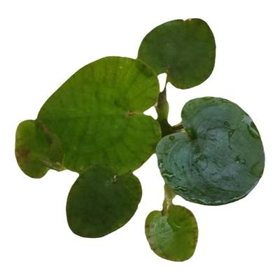 水鳖水草浮萍水面植物鱼龟缸造景