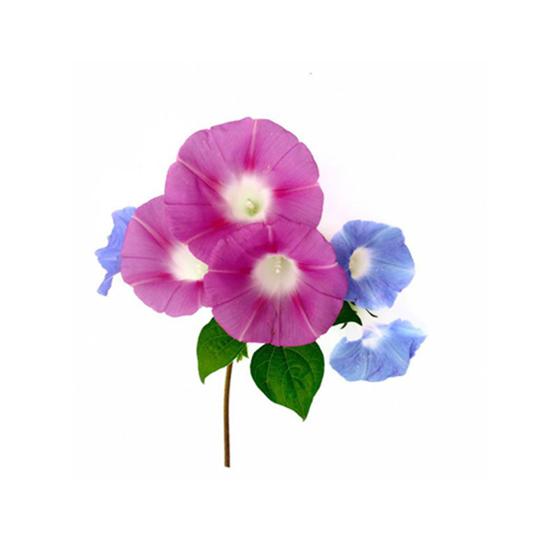 牵牛花种子喇叭花室外爬藤爬墙花家庭园艺种子