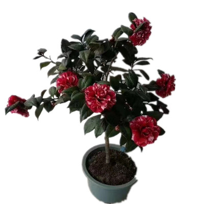 红叶贝拉 黑贝拉茶花 纯黑贝拉 花黑贝拉 黑色茶花