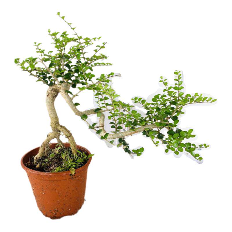 游龙老桩海南香兰小叶栀子花胡椒木榆树开花浓香花卉游龙造型盆景