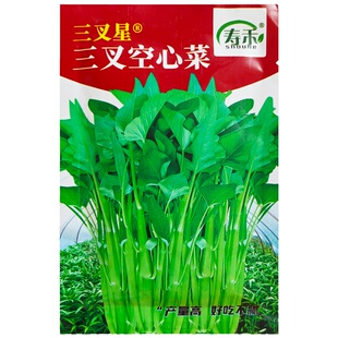 三叉空心菜种子青梗小叶空心菜籽四季通菜蕹菜小叶三叉戟空心菜孑