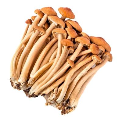 新鲜茶树菇鲜茶树菇鸡汤炖鸡