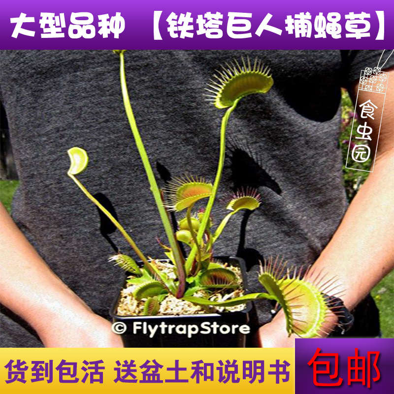 【栽好发货 包邮】捕蝇草套餐 各种捕蝇草任你选 新手套餐