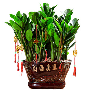 金钱树盆栽植物室内办公室客厅钱串子大盆绿植四季常青观叶招财树