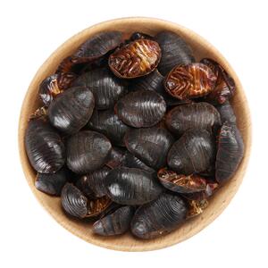 水洗大个土鳖虫土元中药材旗舰店