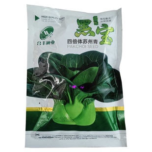 黑宝苏州青种子耐热耐寒青梗菜种子矮箕大头苏州青菜籽黑叶菜种孑