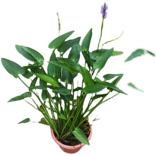 水生植物梭鱼草室外美化水池鱼缸净化水质好看水养花卉挺水植绿植