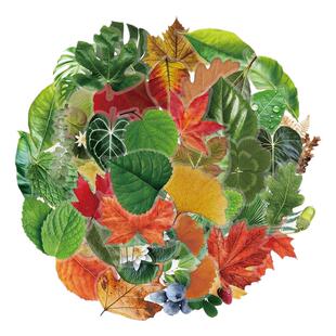 50张ins风树叶pet创意一树一叶植物自然收集录系列贴纸创意涂鸦笔记本行李箱冰箱滑板平板防水贴画