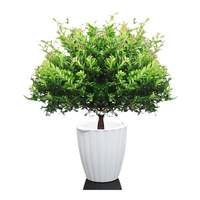 芦荟室内客厅耐旱好养除甲醛多肉