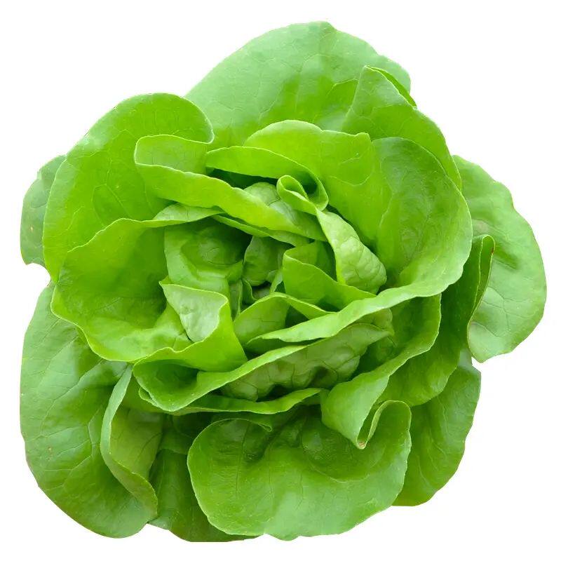 四季奶油生菜种子可生吃阳台盆栽夏季耐热蔬菜种籽农家玻璃生菜种