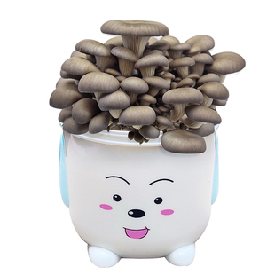 菌菇平菇菌包盆栽家庭四季种蘑菇阳台家庭种植桶幼儿园菌桶盒盆景
