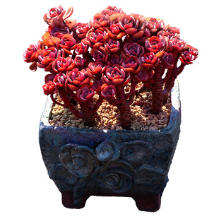 小叶秀妍研多肉植物一物一拍红色大株造型老桩包邮盆栽向阳派园艺