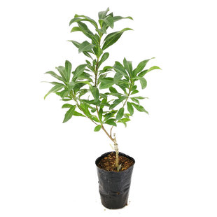 杨梅树苗嫁接东魁杨梅树苗六月杨梅迟熟早熟带叶带土发货