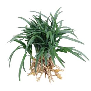 日本矮麦冬草玉龙草庭院草坪绿化麦冬草植物细叶金边麦冬草苗耐寒
