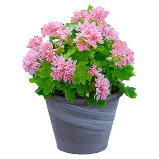 海蒂的花园旗舰店天竺葵盆栽小苗阳台耐阴花卉绿植多季节开花植物