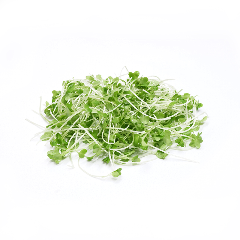 新鲜芥末苗芝麻苗食用苗芽西餐沙拉装饰点缀摆盘食用西餐沙拉蔬菜