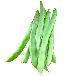 寿光蔬菜种子 双宽佳冠王芸豆冬春播大棚露地四季豆春秋春季种籽