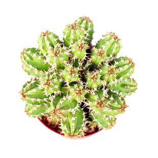 大戟科群生植物组合霸王树将军阁锦开花仙人球多肉创意麒麟小盆栽