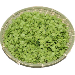 2025新鲜烘干榆钱野生当季野菜脱水榆钱儿窝窝头食材余钱榆钱树叶