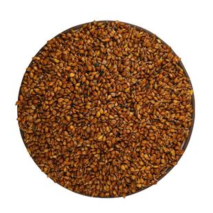 散装夏枯草种子中药材白毛夏枯草种籽子四季种植另有黄芩苗孑