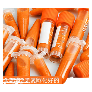 丰年虾卵超细免孵化冷冻卤幼冰冻幼虫鱼食水母幼鱼孔雀鱼饲料开口