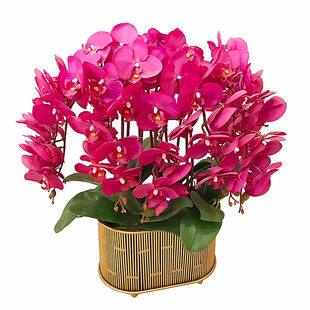 蝴蝶兰小茴紫带花剑进口品种多年生盆栽带花苞兰花苗吸色好养绿植