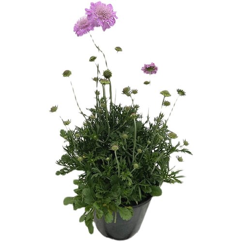 蓝盆花盆栽秋季阳台庭院花园趣味花卉轮锋菊大苗带花苞发货好养