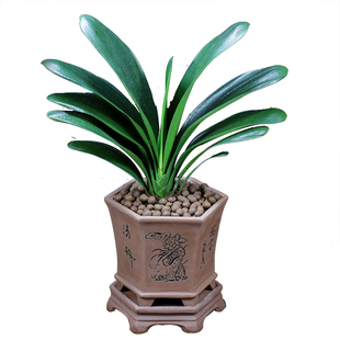 君子兰花盆栽办公室内植物客厅花卉四季好养盆景净化空气桌面绿植