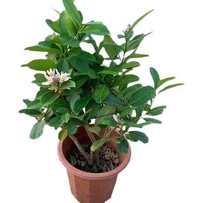 柠檬果树苗 四季香水柠檬 澳洲血柠檬果苗 阳台庭院 台湾四季结果