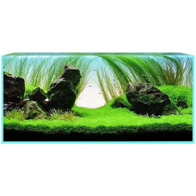 飘逸线叶古精细叶水兰阴性水草
