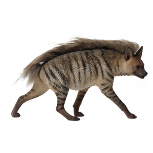 JXK 1/6非洲二哥条纹斑鬣狗模型 仿真动物雕像摆件配兵人模玩手办