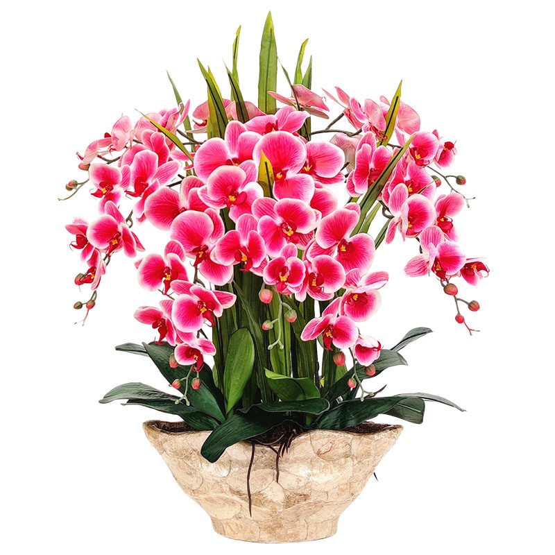 客厅装饰摆件蝴蝶兰干花