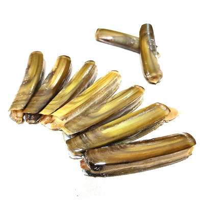 丹东刀把蛏竹节蛏大蛏子保鲜活